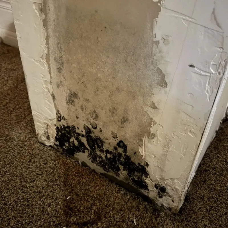 Professional Mold Removal in Huntertown, IN
